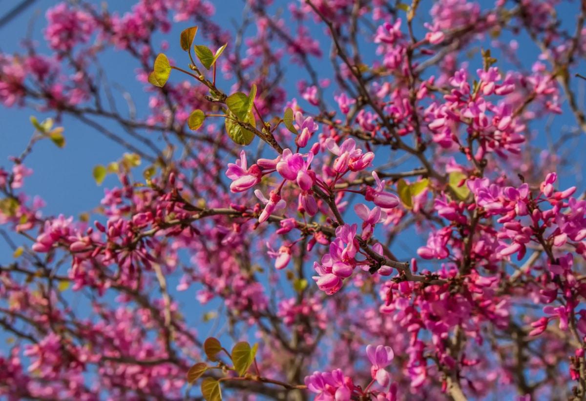El árbol del amor tiene flores de color rosa