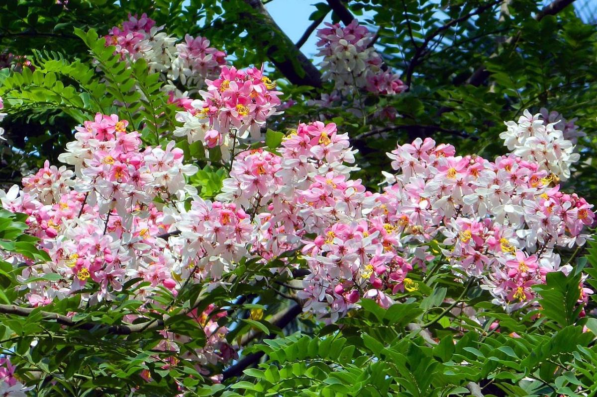 La Cassia javanica tiene las flores rosas