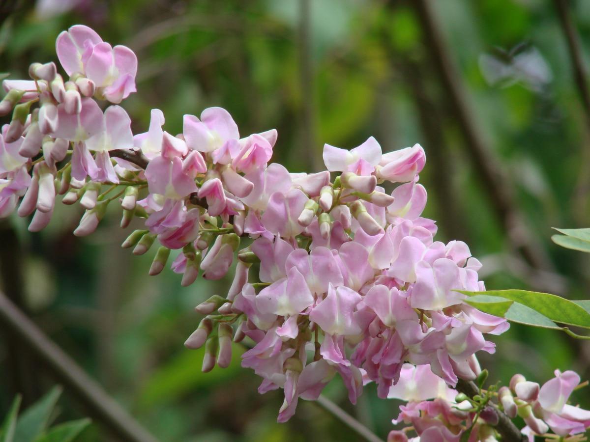 Los árboles con flores rosas son preciosos