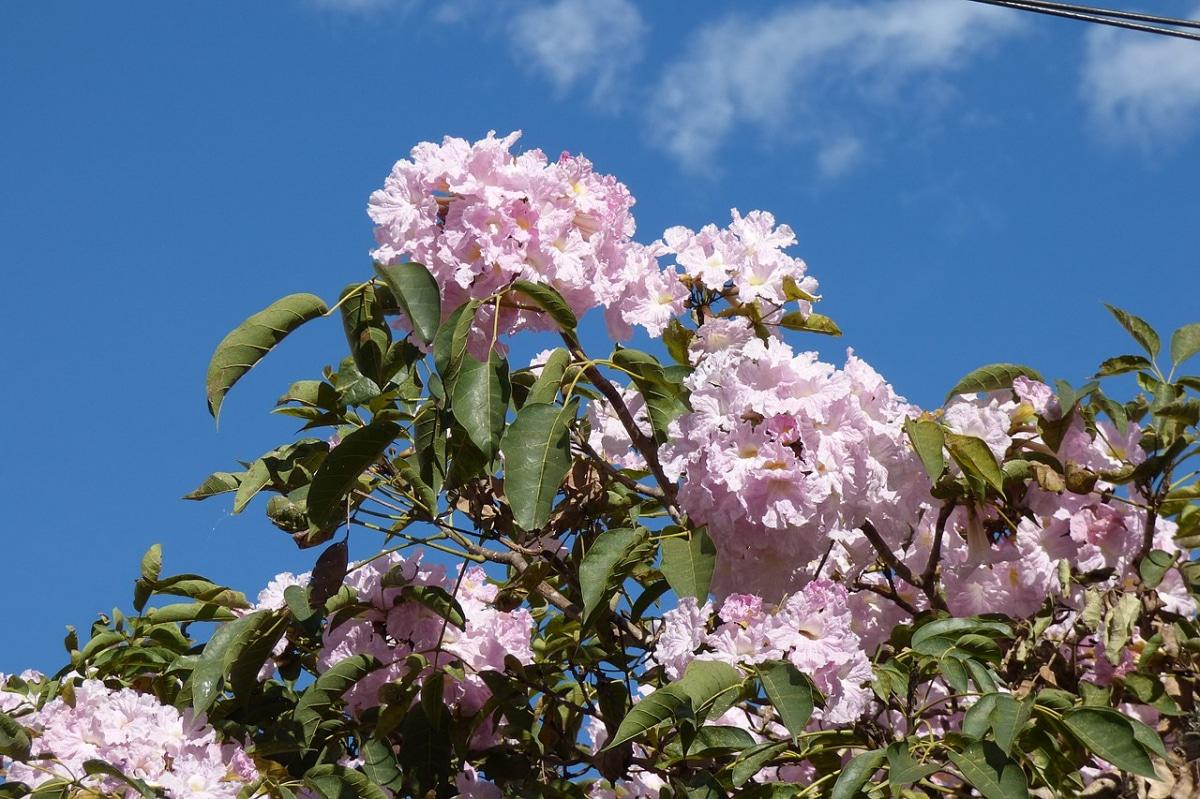 El guayacán rosado tiene flores rosas
