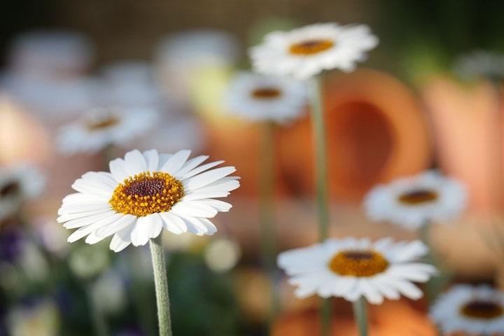Flores para el Cementerio