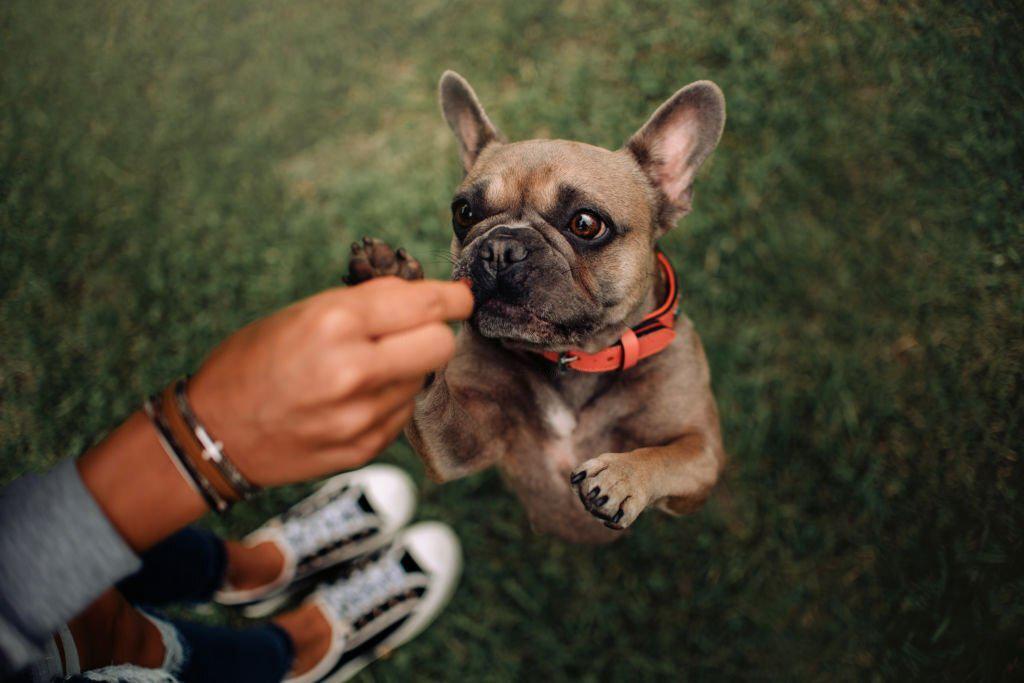 mejores snacks para perros