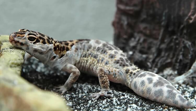 Gecko leopardo adulto que ha empezado a mudar de piel