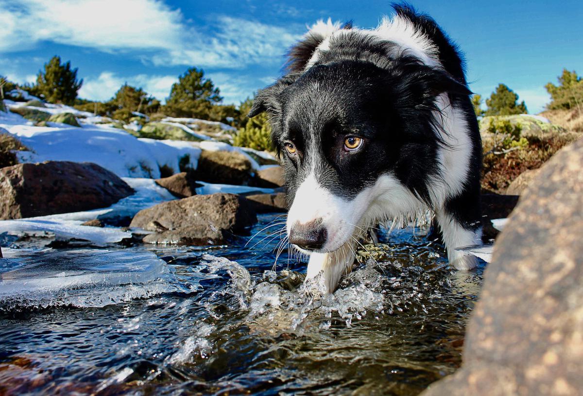 Averigua si tu perro tiene miedo al agua de verdad