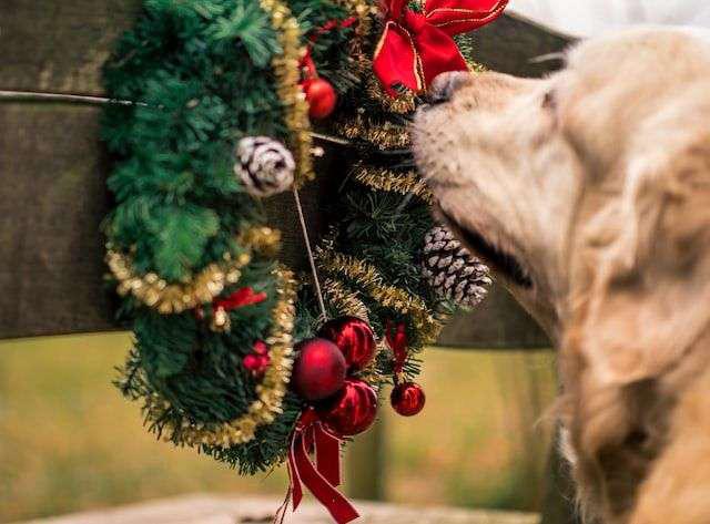 proteger a nuestras mascotas en navidad