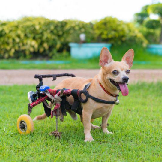perro con discapacidad