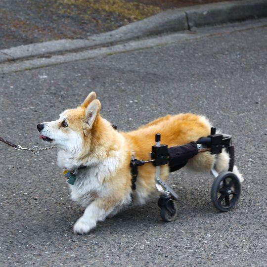 perros con discapacidad