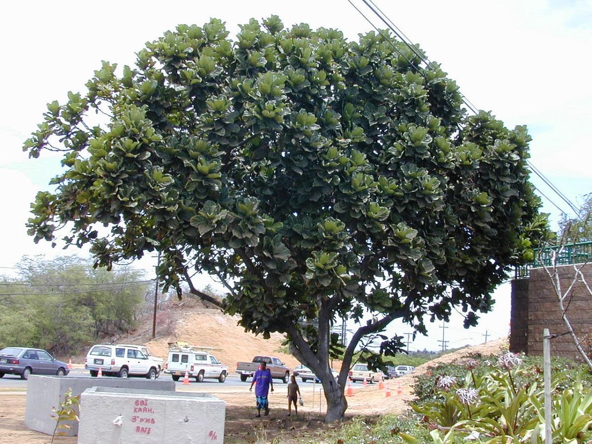 El Ficus lyrata es un árbol perenne