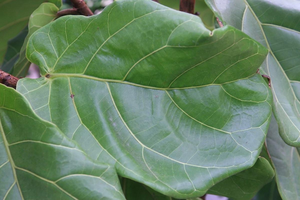 Las hojas del Ficus lyrata tienen forma de violín