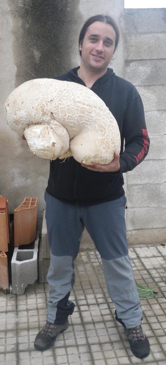 Andreu Cumba Langermania gigantea o Calvatia gigantea, encontrada en una parcela de la comarca del Maestrat el 21 de octubre de 2012.