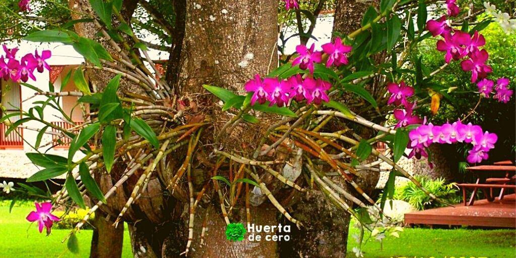 Tipos de orquídeas Semi terrestres o litofitas