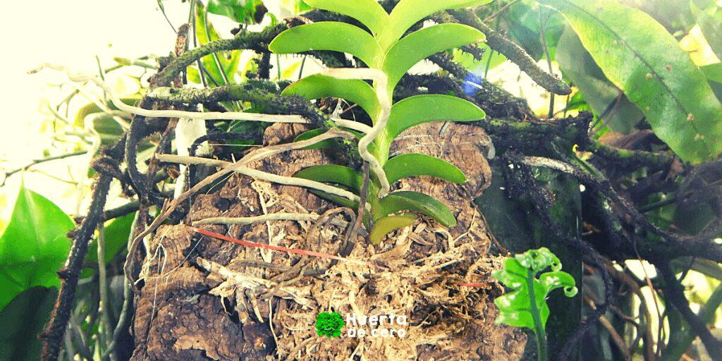 Cuidados de las orquideas Epifitas