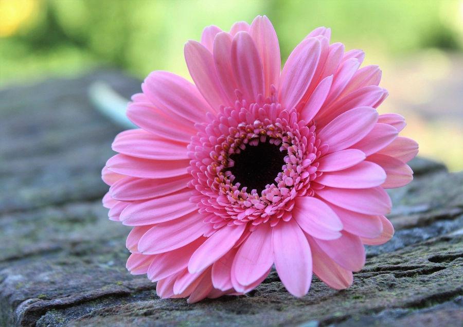 gerbera 2