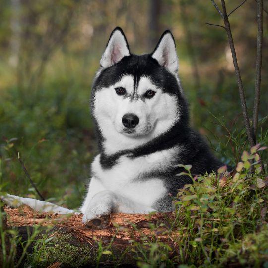 husky siberiano