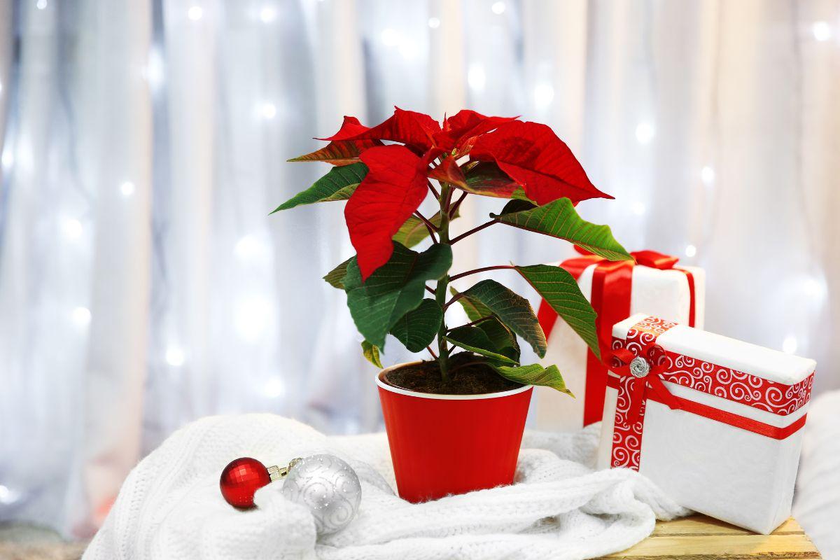Como decorar tu hogar con flores esta navidad | Decoración