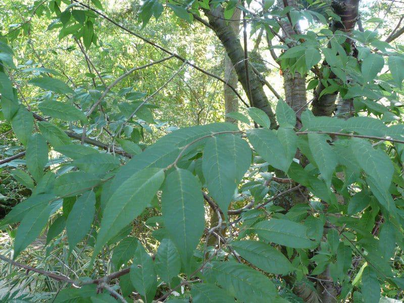 Las hojas del prunus serrula son caducas