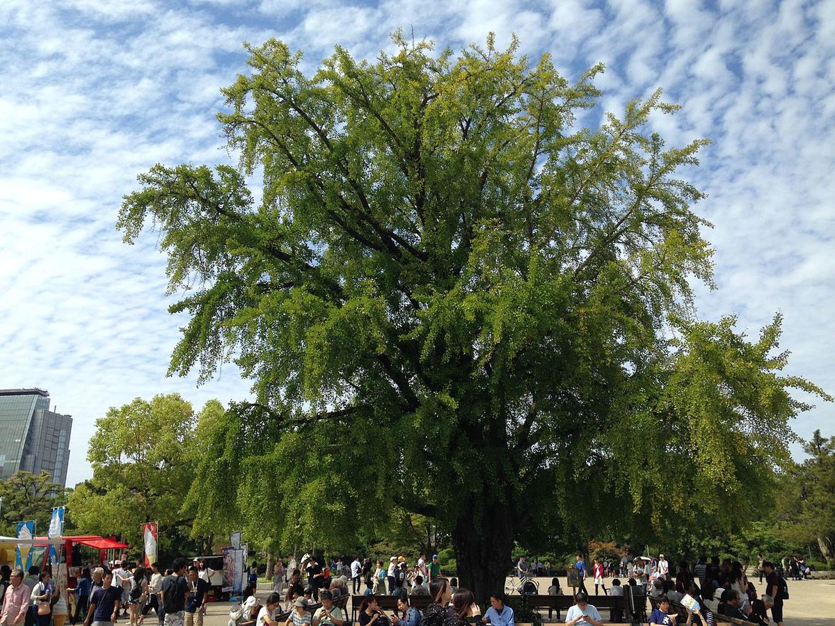 El ginkgo biloba es un árbol caduco