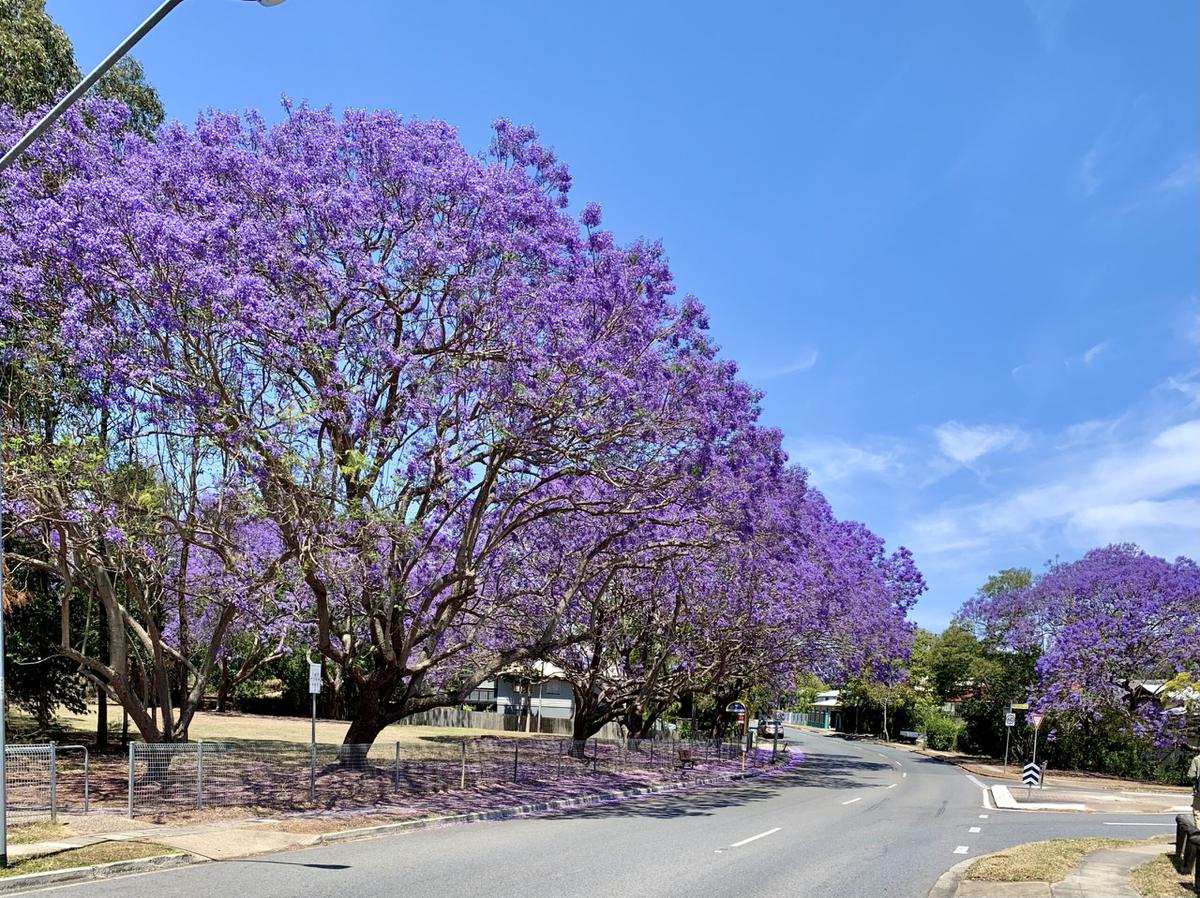 El jacaranda es un árbol bonito