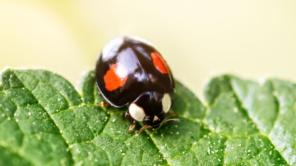 adalia-bipunctata