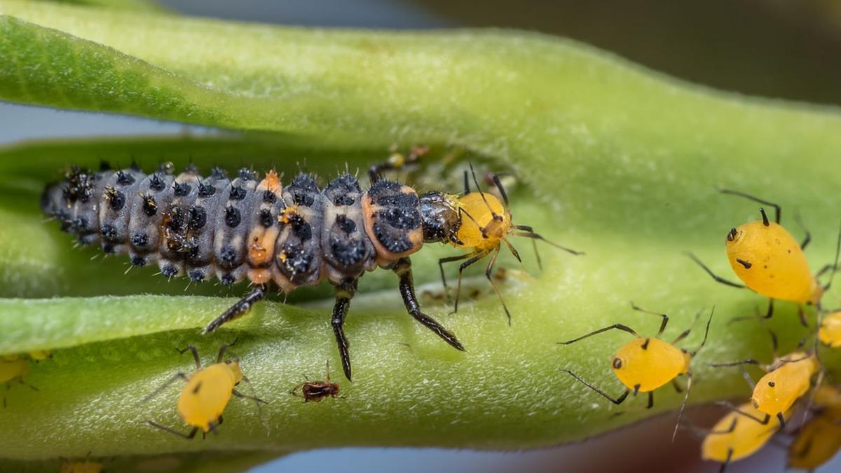larva-adalia-comiendo-pulgones