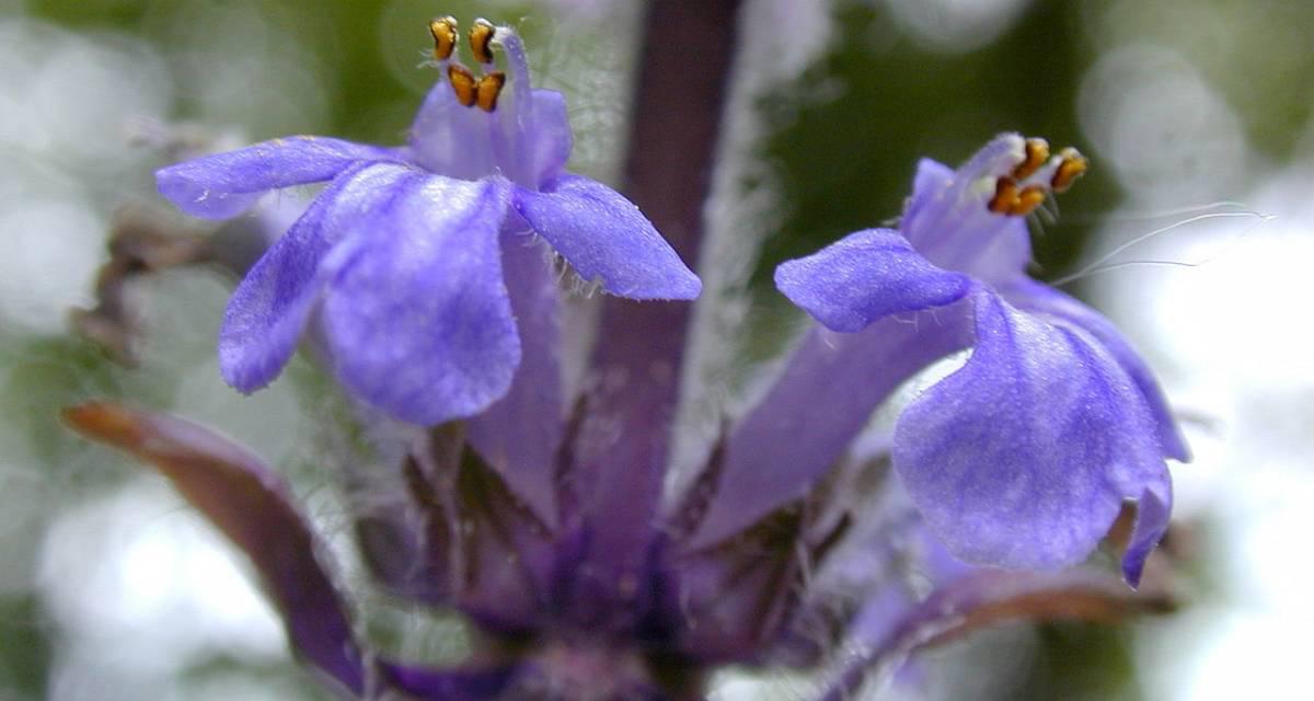 Floracion de Ajuga reptans