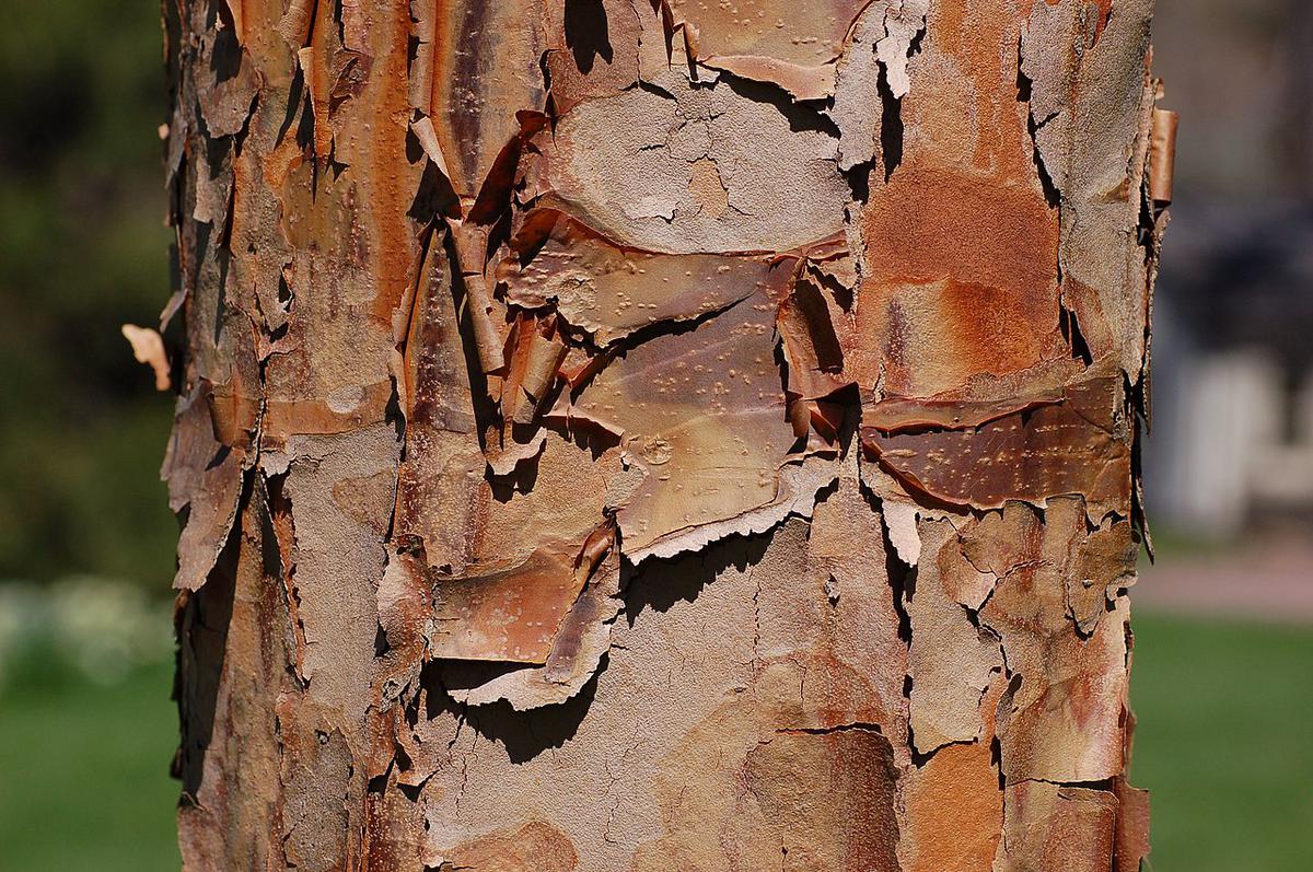 El tronco del Acer griseum es robusto