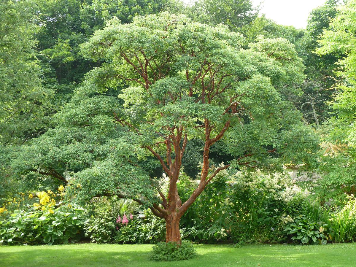 El Acer griseum es un árbol caducifolio