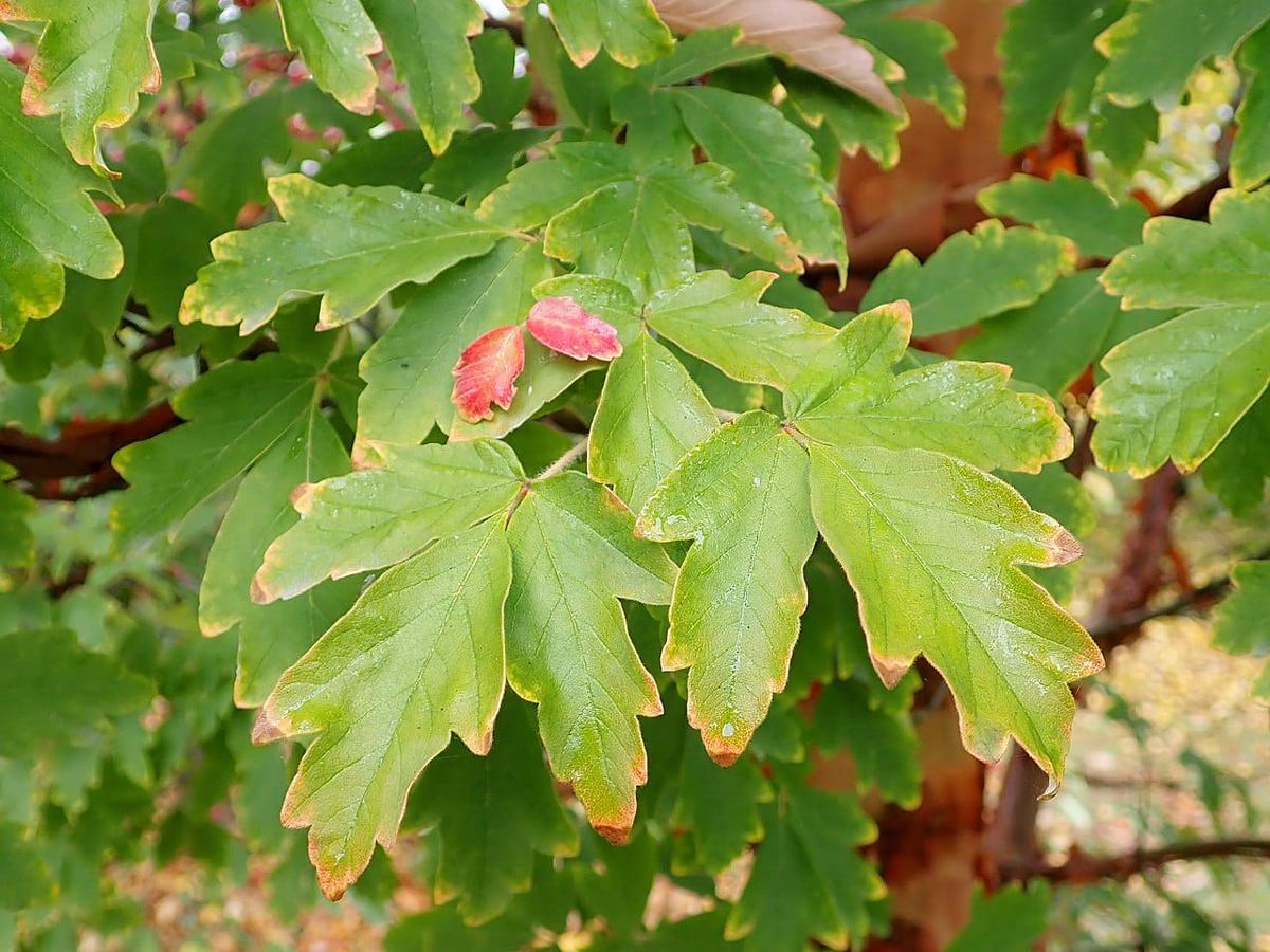 Las hojas del arce chino de papel son medianas