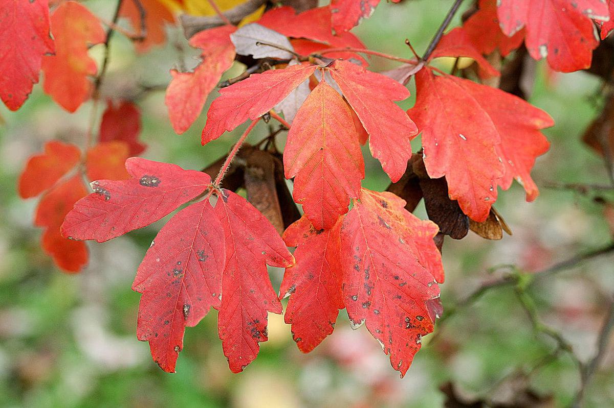 El Acer griseum se vuelve rojo en otoño
