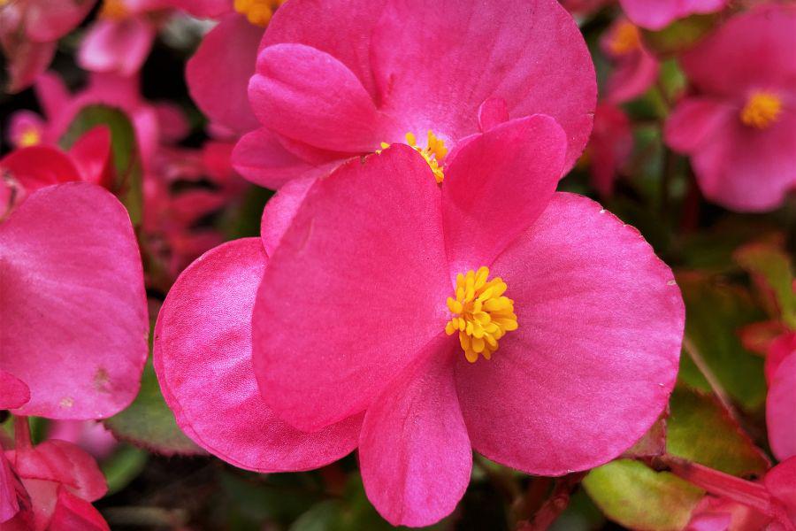 cuidados de las begonias