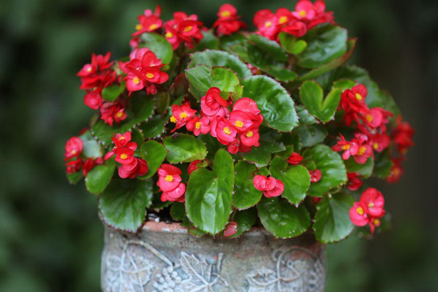begonia tipos