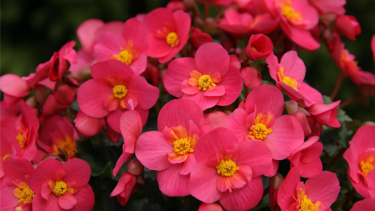 Begonia rosa