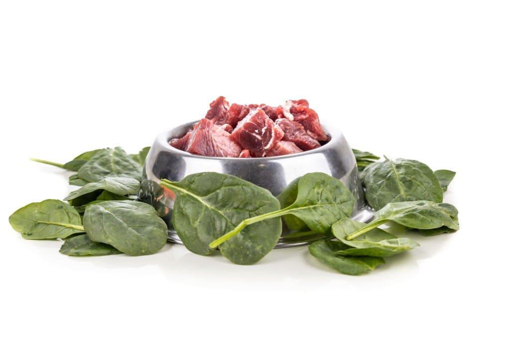 espinaca cruda dieta perro