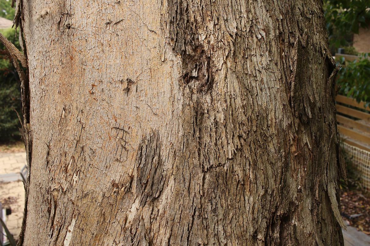 El tronco del eucalipto es muy alto
