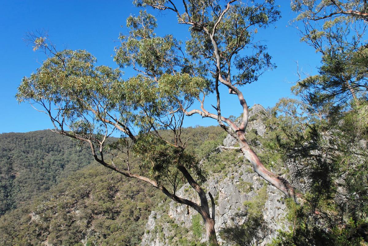 Los eucaliptos son rápidos