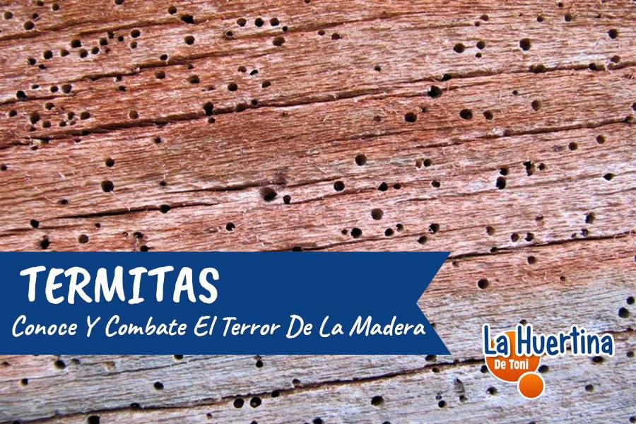 madera con termitas