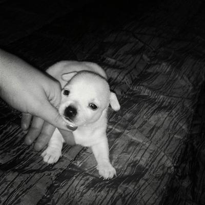 chihuahua dientes cachorro