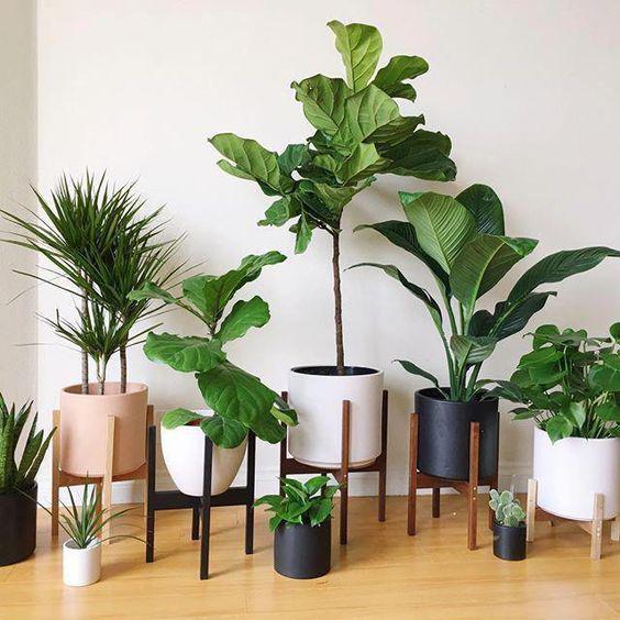 Las mejores plantas de interior para limpiar el aire de tu casa según la Nasa