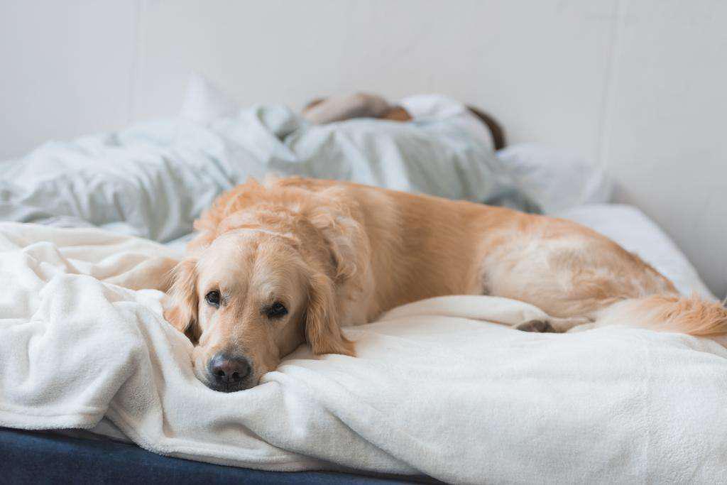 4 formas efectiva de quitar el pelo de perro de la cama