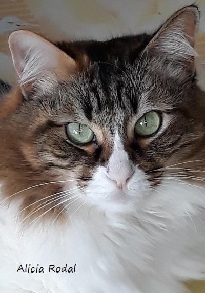 Crear y Reciclar es mi trabajo y al mismo tiempo es mi hobby, porque me encanta lo que hago, lo hago con todo el amor del mundo y le pongo mucha pasión. Con esta auto encuesta me gustaría que me conocieran un poquito más, quién es la persona que está detrás de Crear y Reciclar.