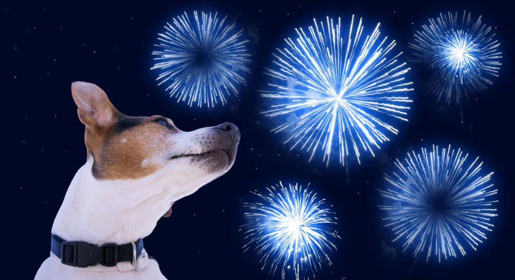 perro miedo fuegos artificiales