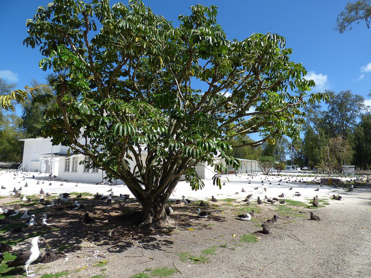 La cheflera es una planta perennifolia