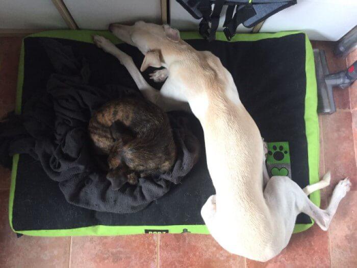 Ziva y Nut tumbadas jugando al Tetris