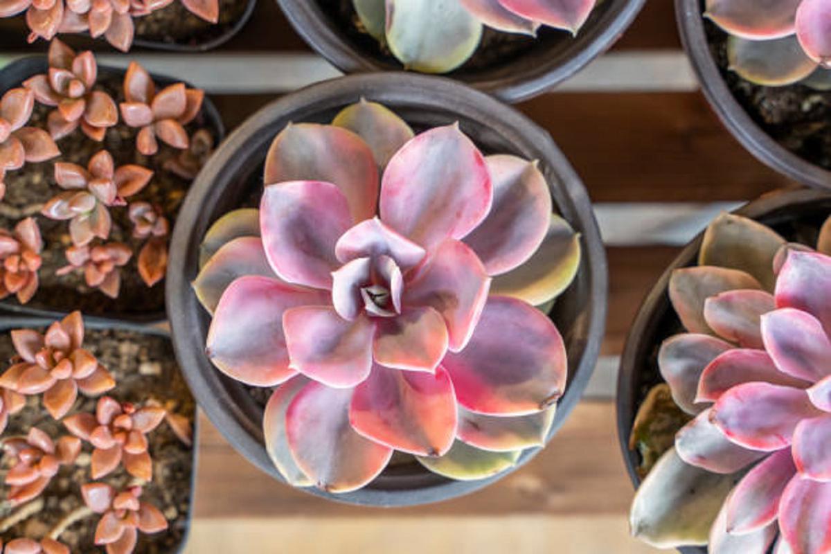 Conoce las mejores plantas de Navidad para decorar tu hogar 5