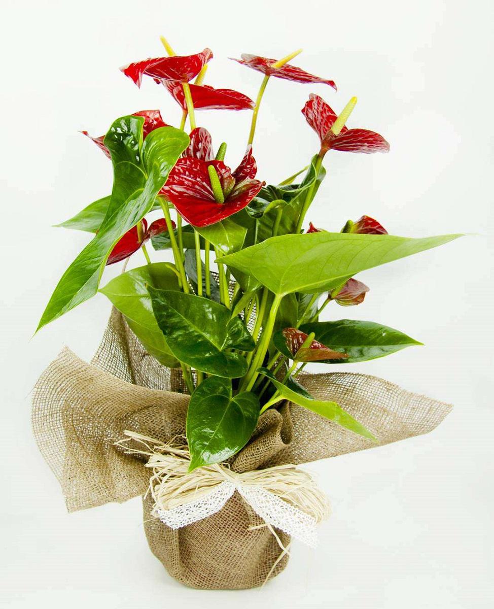 Conoce las mejores plantas de Navidad para decorar tu hogar 8