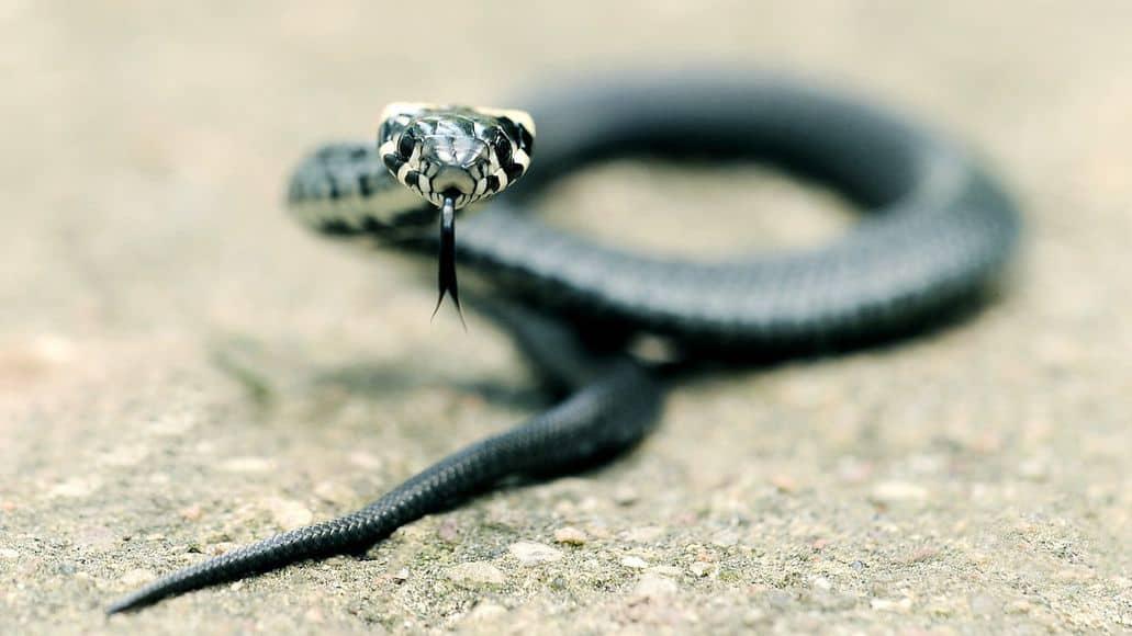 Cabeza y boca de la serpiente de hierba