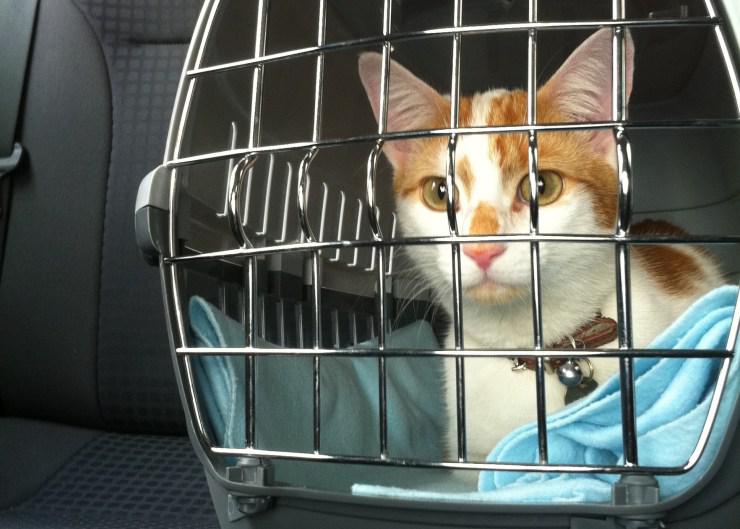 gato en transportin