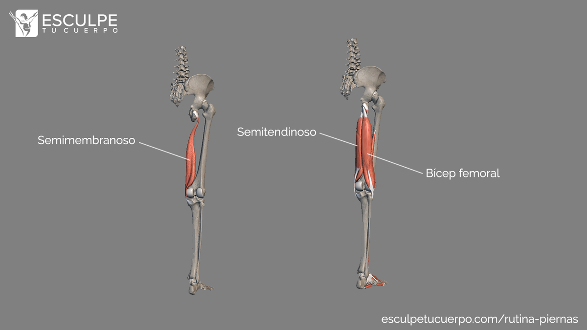 anatomia femorales isquiotibiales