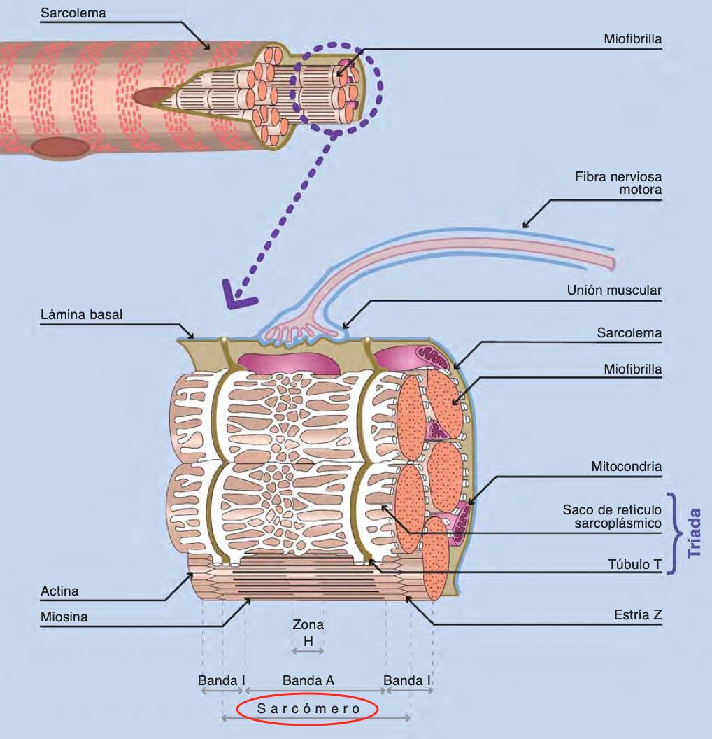 sarcómeros en serie