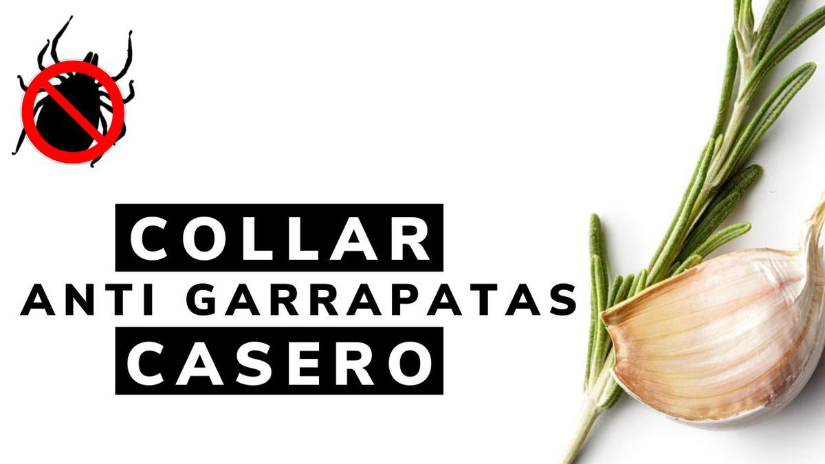 collar antigarrapatas perro casero